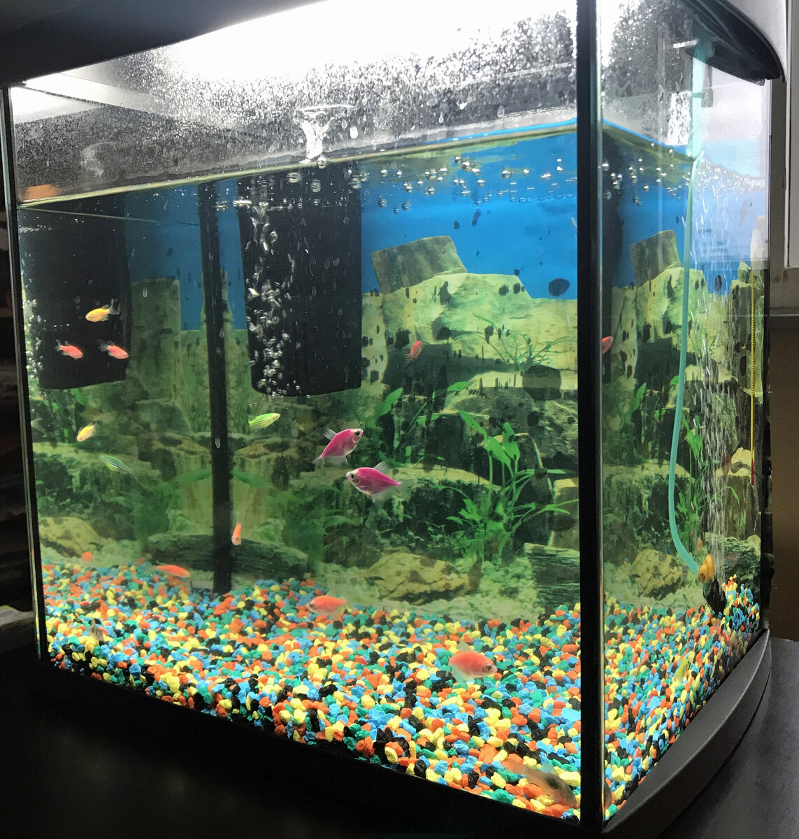 Сейчас наш аквариум и его обитатели в полном порядке