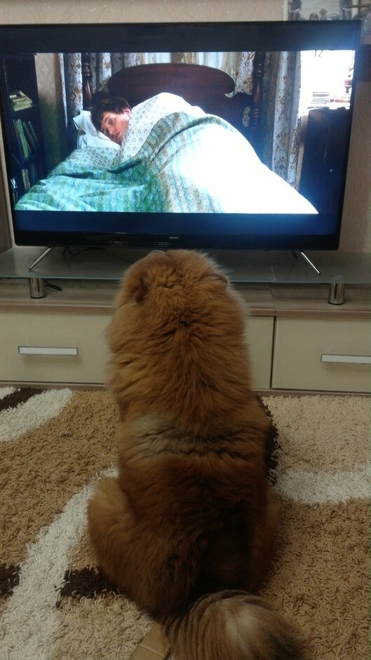 Завернуться в одеялко и никуда не ходить!