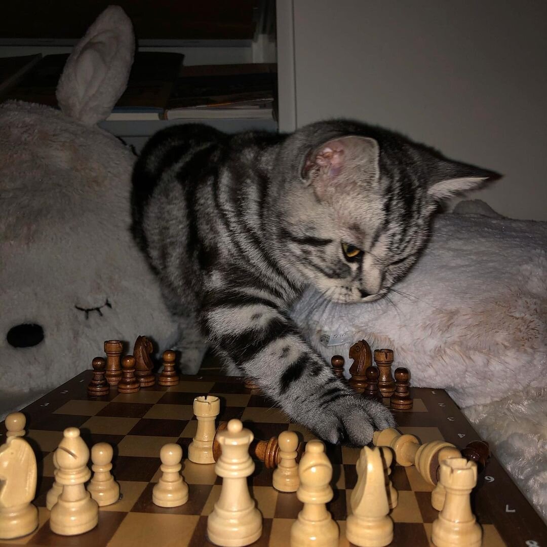 Джульетта укладывает шахматы спать