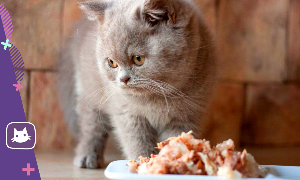 Котам можно кашу. Котенок в каше. Кошка отказывается от еды. Чистоплотные ли коты. Дом для кашки и еë котят.