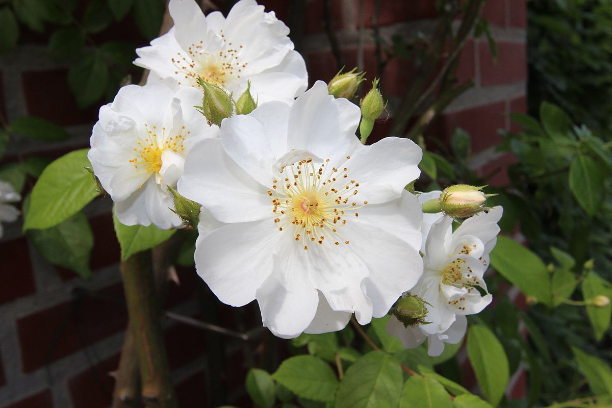 Цветок розы Бобби Джеймс