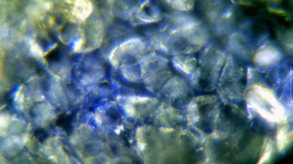Яблоко под микроскопом фото