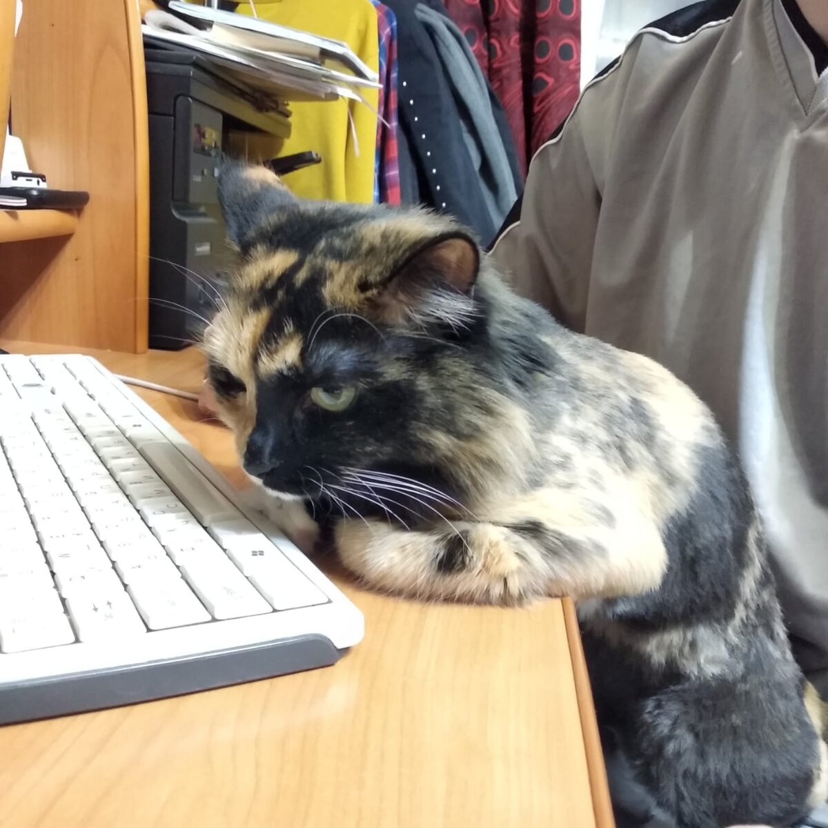 кошка помогает работать
