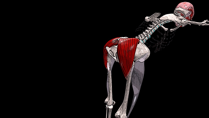 разгибание бедра при фиксированном корпусе