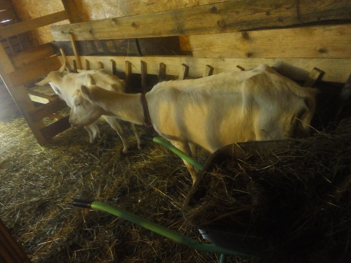 Козы почти не мешают....