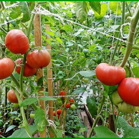 Дикая роза созревает. Фото автора.