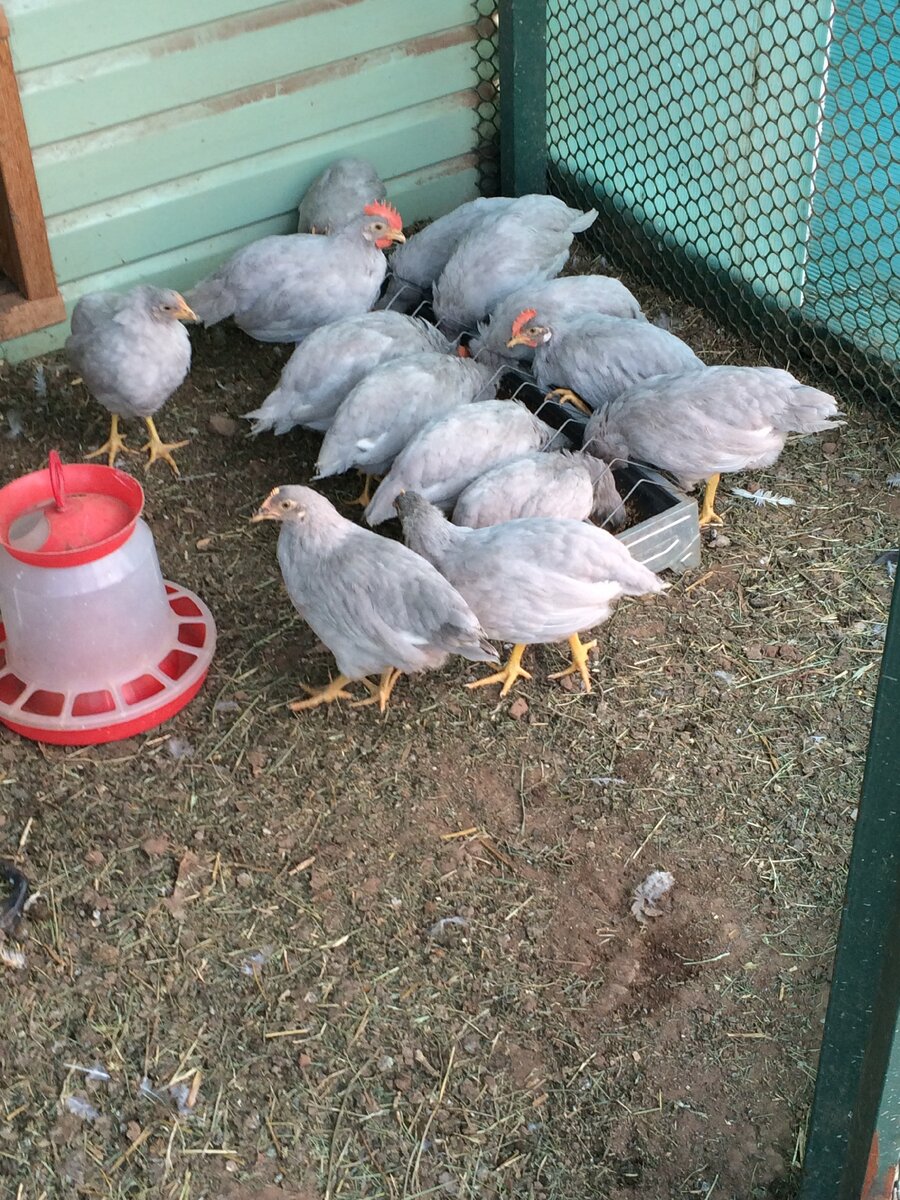 лавандовый леггорн фото из сети