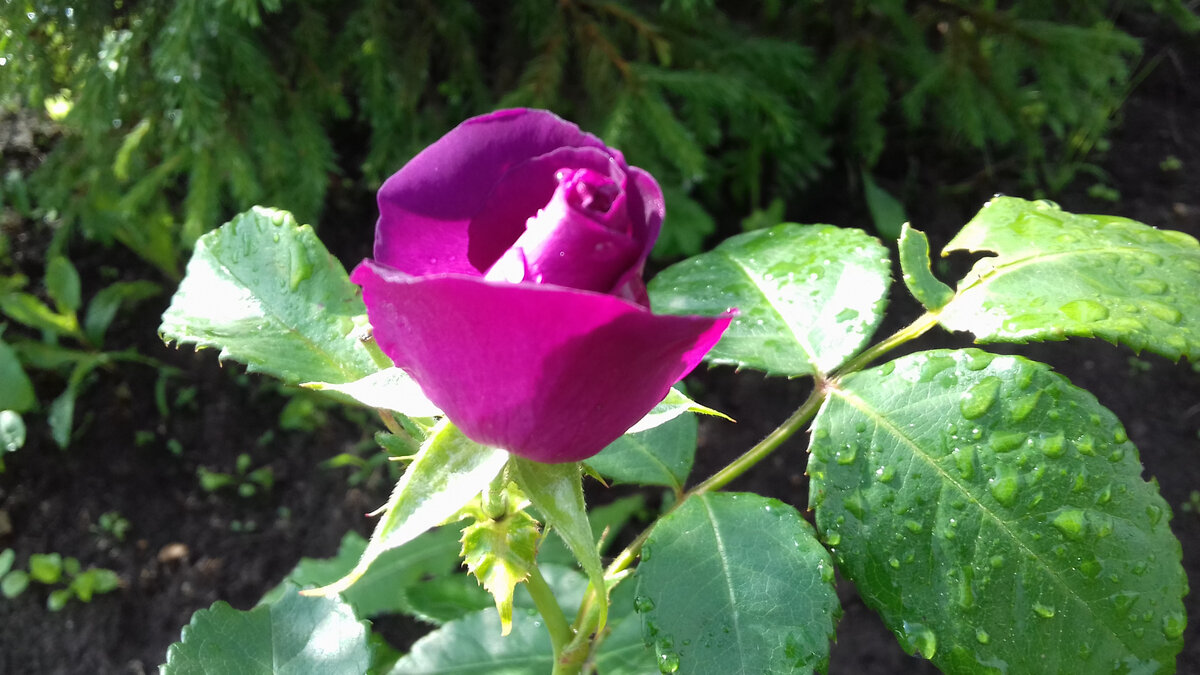 Первый бутон...