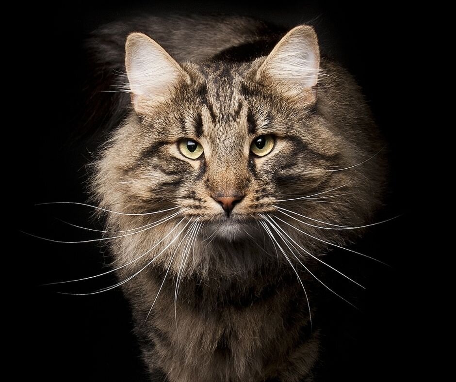 Просто красавец!