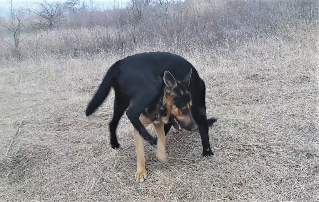 Приблизительно вот так. Фото автора. Кейси и Дуглас