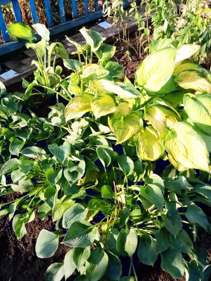 Это остатки прошедшего сезона. Весной они первые пойдут на рассаживание и продажу