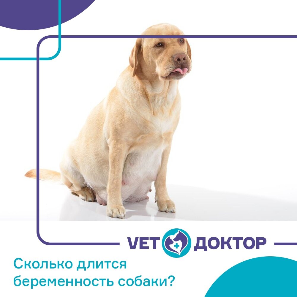 ❓ Сколько длится беременность собаки | Ветеринарная клиника Vet-доктор |  Дзен