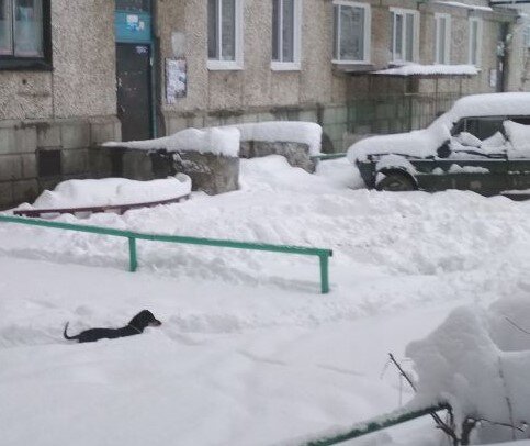 Муха ищет выход.