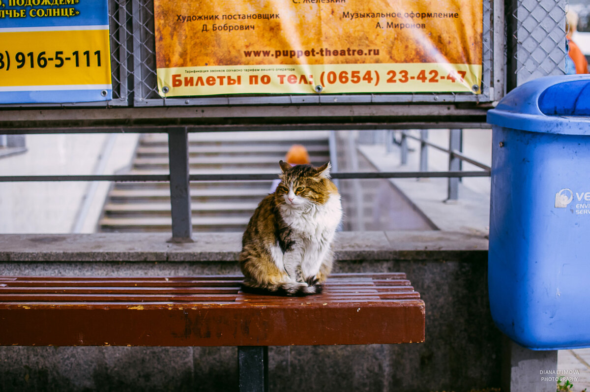 Борзые крымские коты. Посмотреть на котиков в Крыму | Di_travel | Дзен