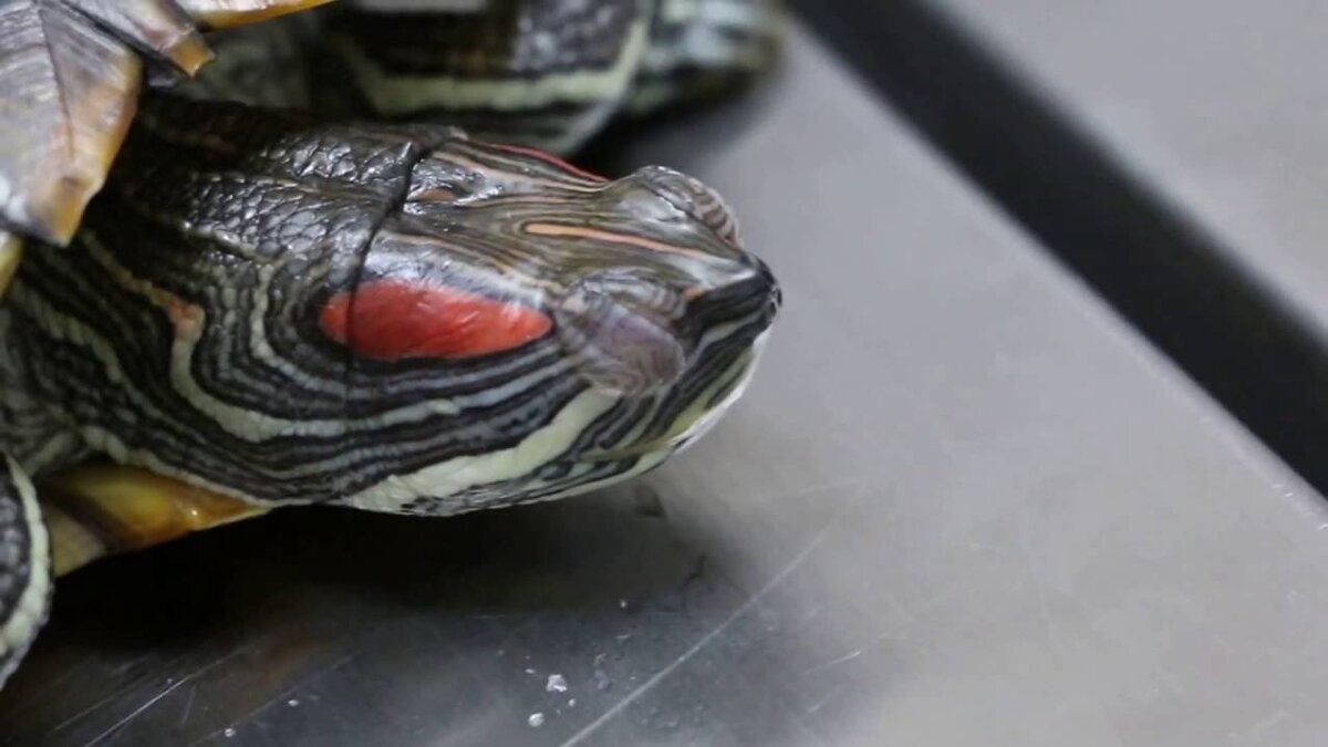 У красноухой черепахи опухли глаза и не открываются: что делать?