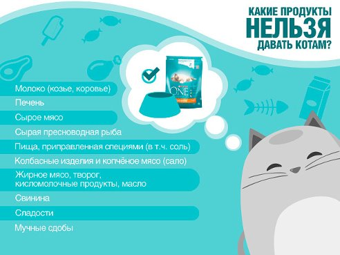 Запрещенные продукты для котов и кошек