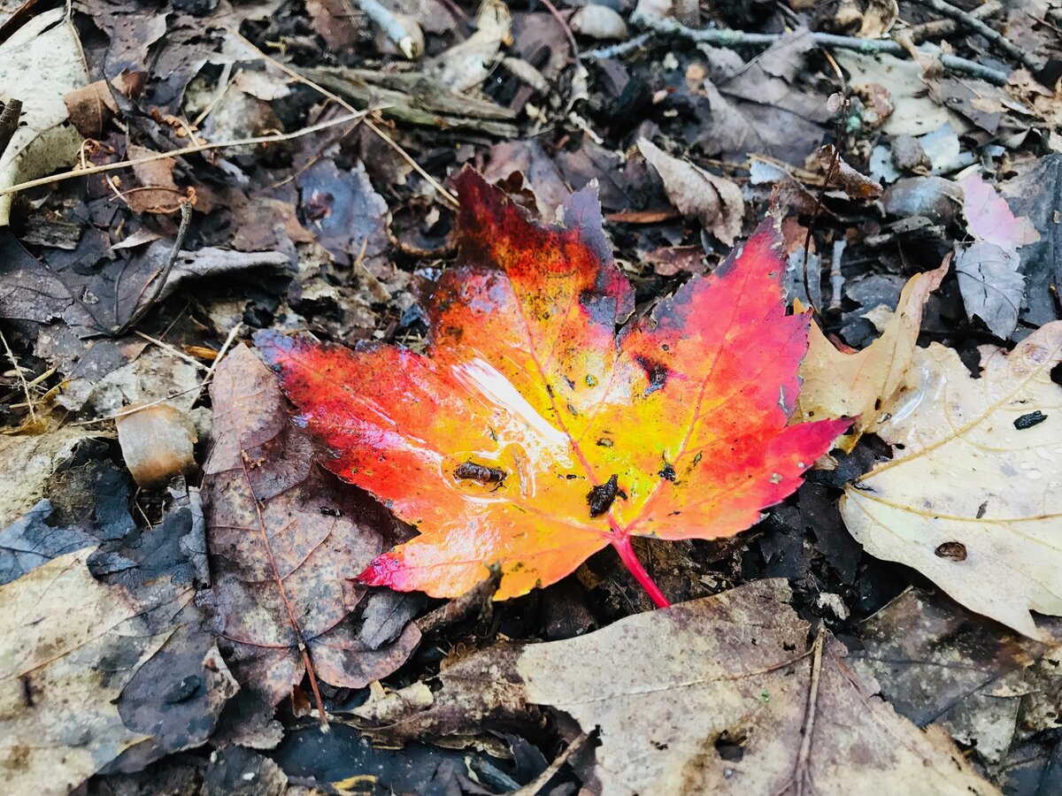 Кленовый лист - один из главных символов Канады. Фото автора