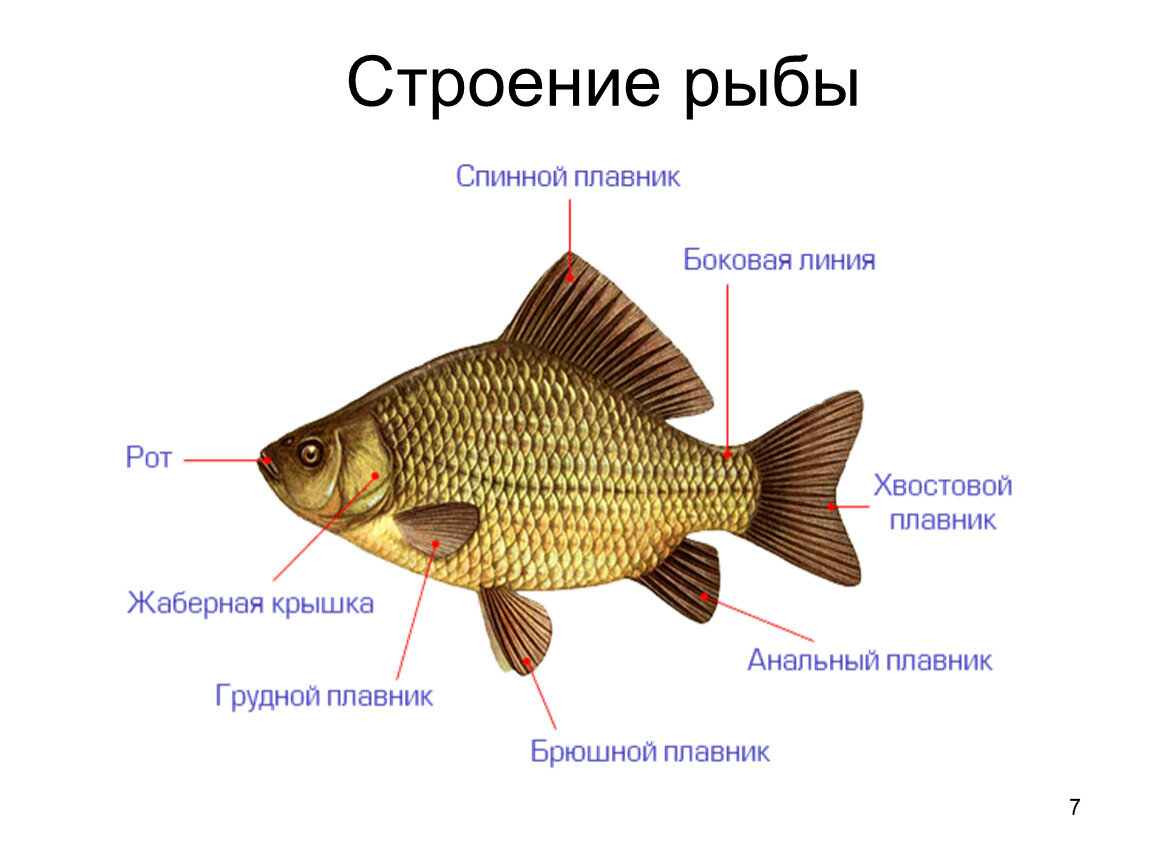 Рисунок и строение рыбы