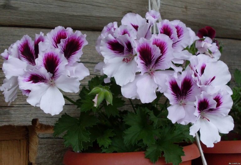 Пеларгония ангел (Angel pelargoniums)