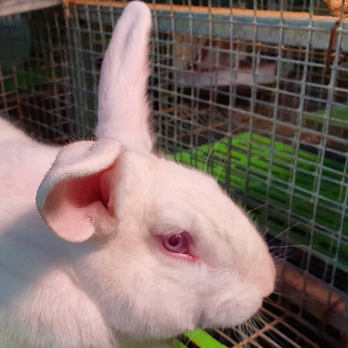 Фото Fermer.ru ©