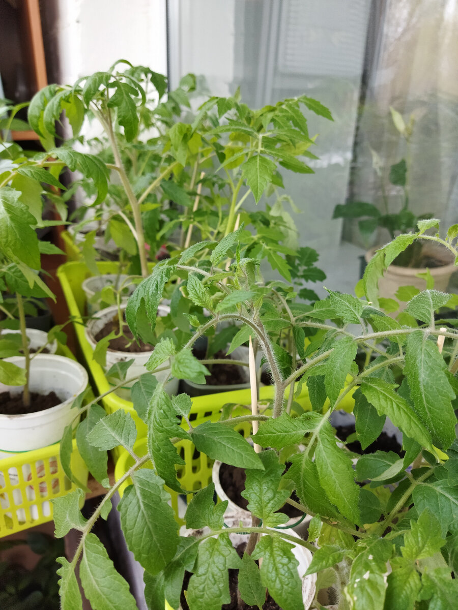 2021 год. На балконе уже и ночью, хотя довольно прохладно, не выше +10.. Но это лучше, чем в квартире. 