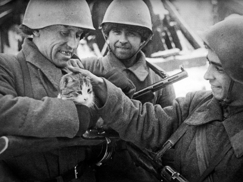 Источник: Военный альбом. Советские бойцы с кошкой на руках в Сталинграде