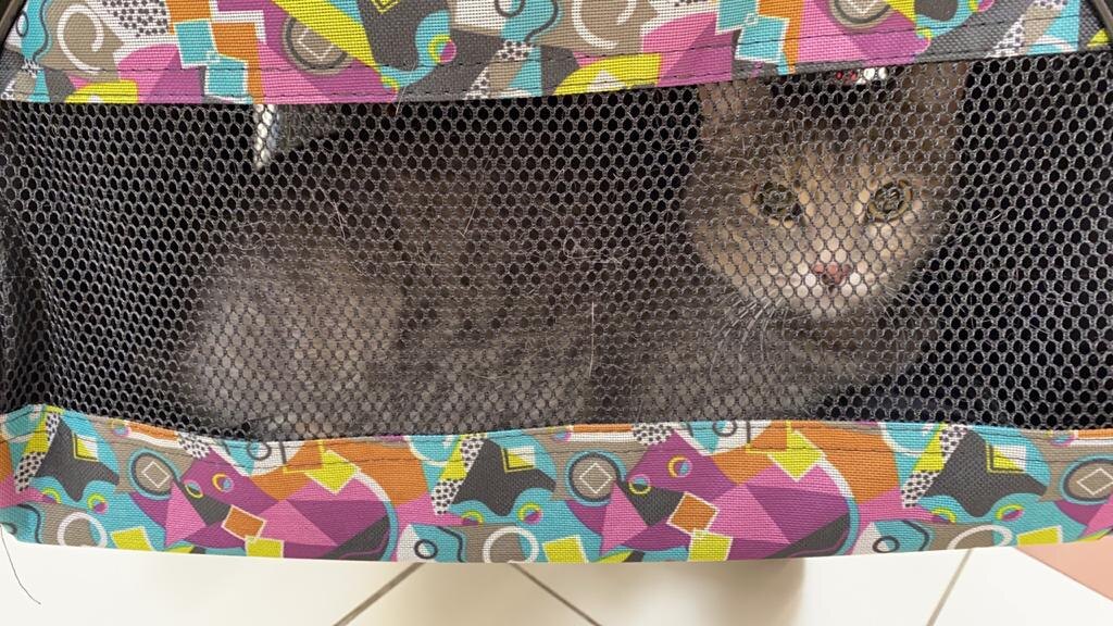 наша кошечка в сумке-переноске