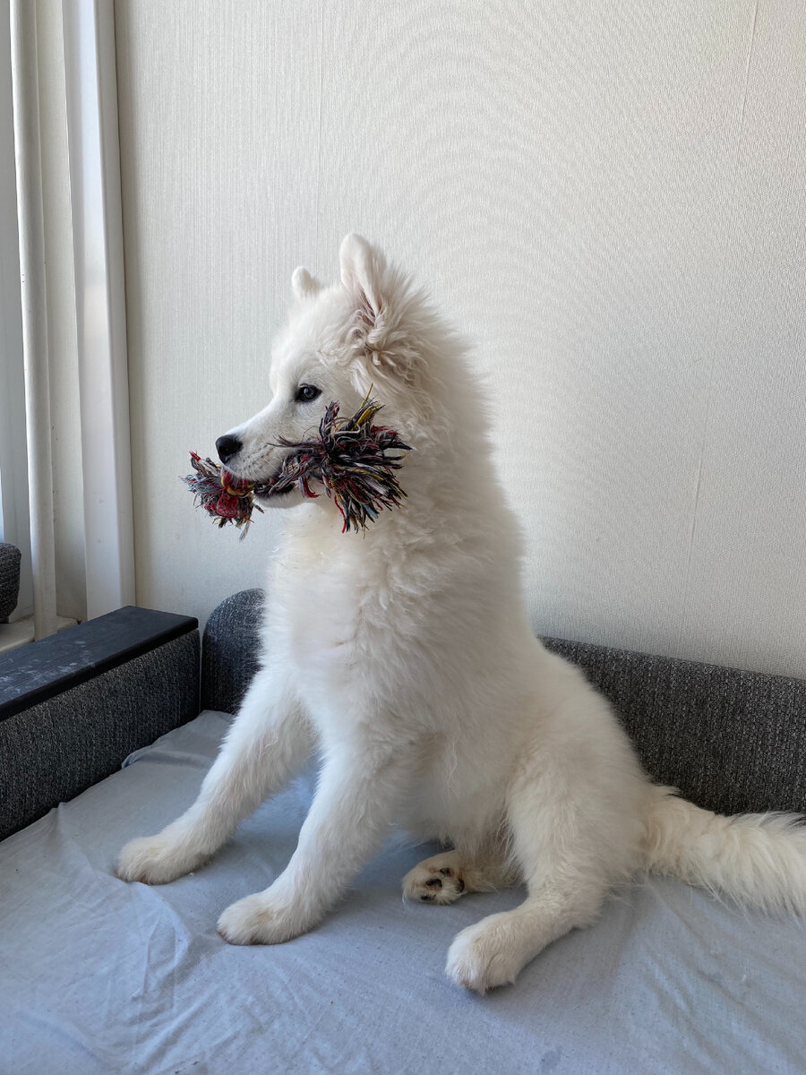 Микки с маленьким канатом