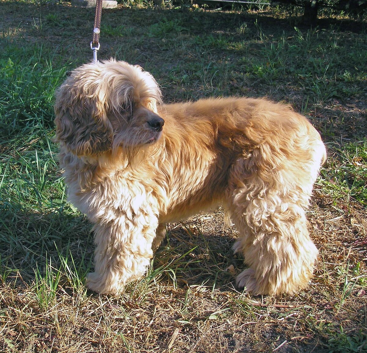 Бади на передержке