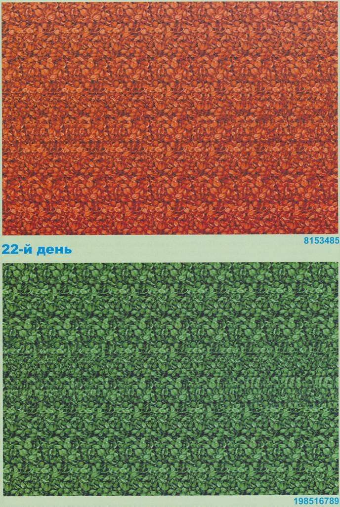 СТЕРЕОИЗОБРАЖЕНИЯ. День двадцать второй, упражнение второе. Концентрация на последовательности чисел из семи и девяти цифр