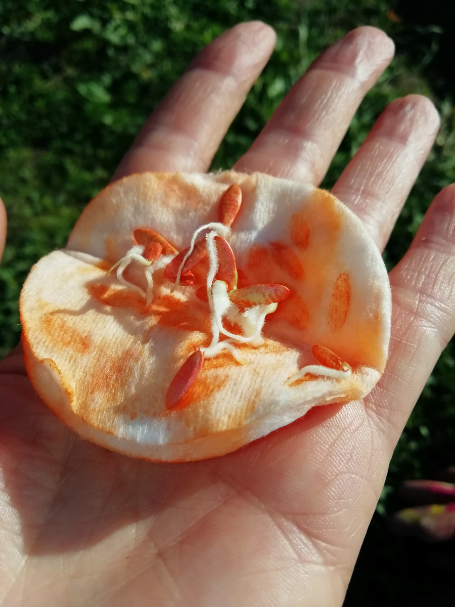 Семена огурцов