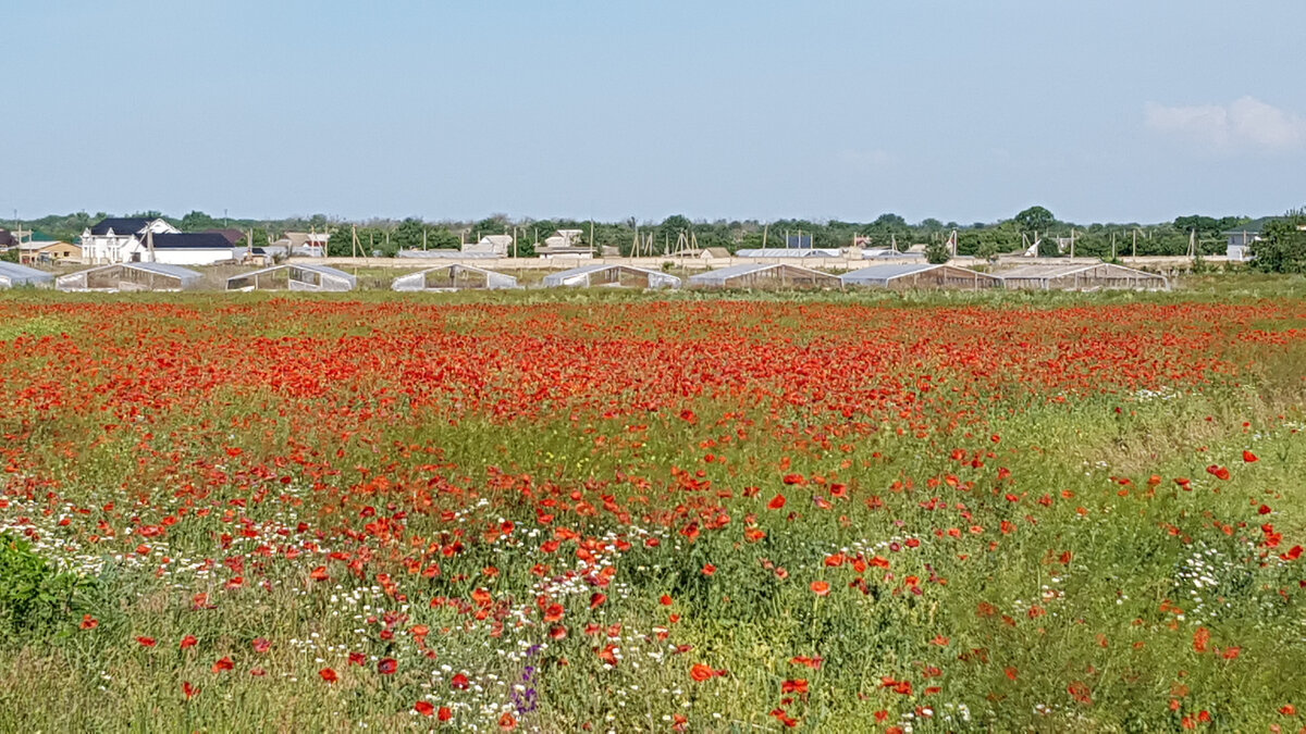 Пятихатка на горизонте, за маковым полем.