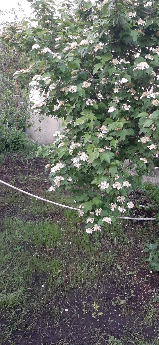 Вот наша калина