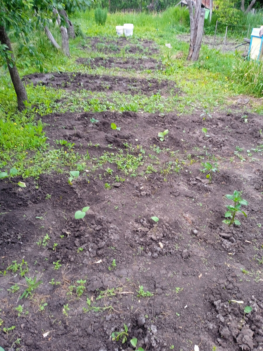 там за горизонтом еще несколько грядок