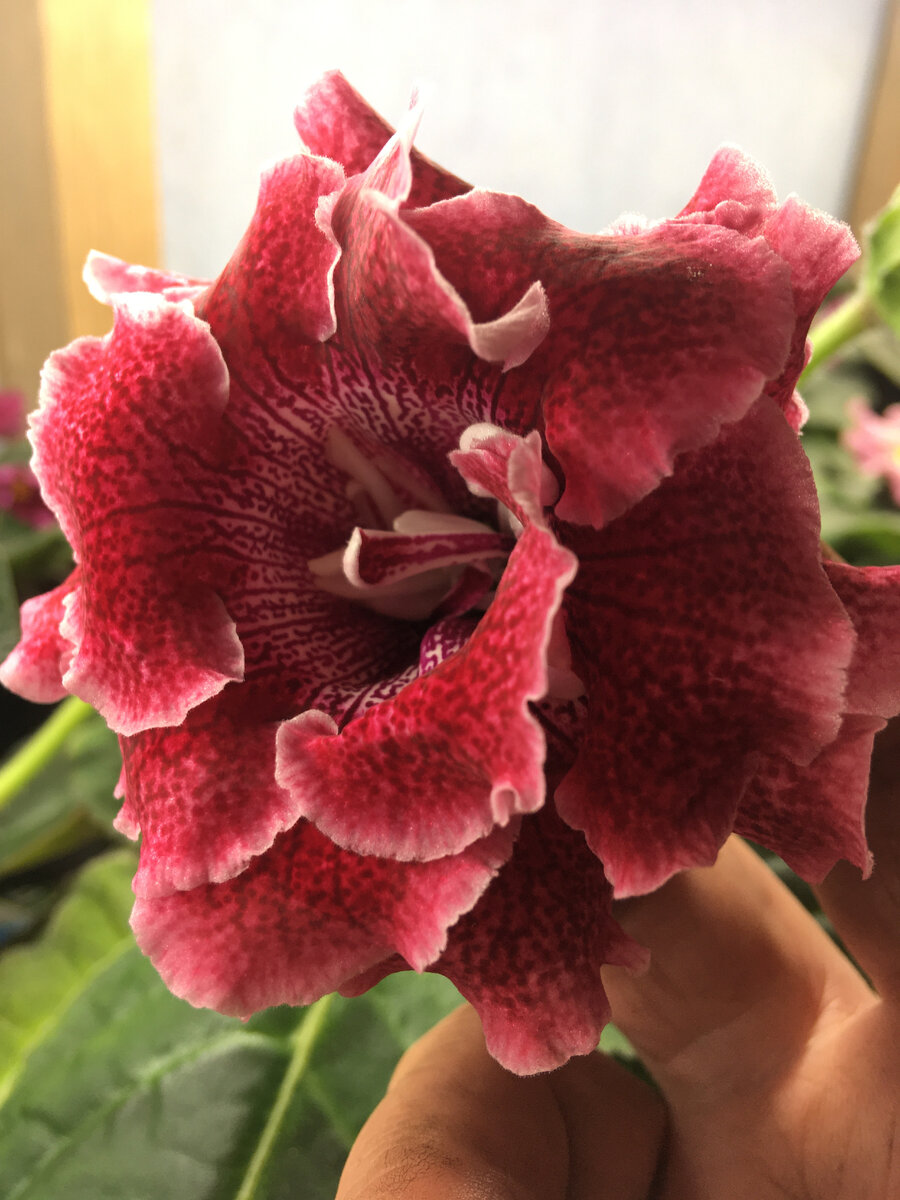 красная махровая