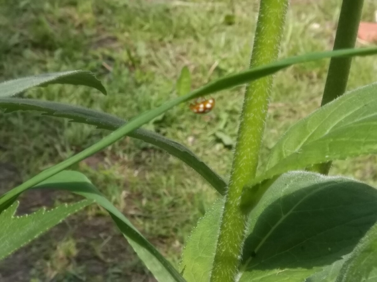 Фото автора. Божьи коровки - единственные, кто ведут себя деликатно
