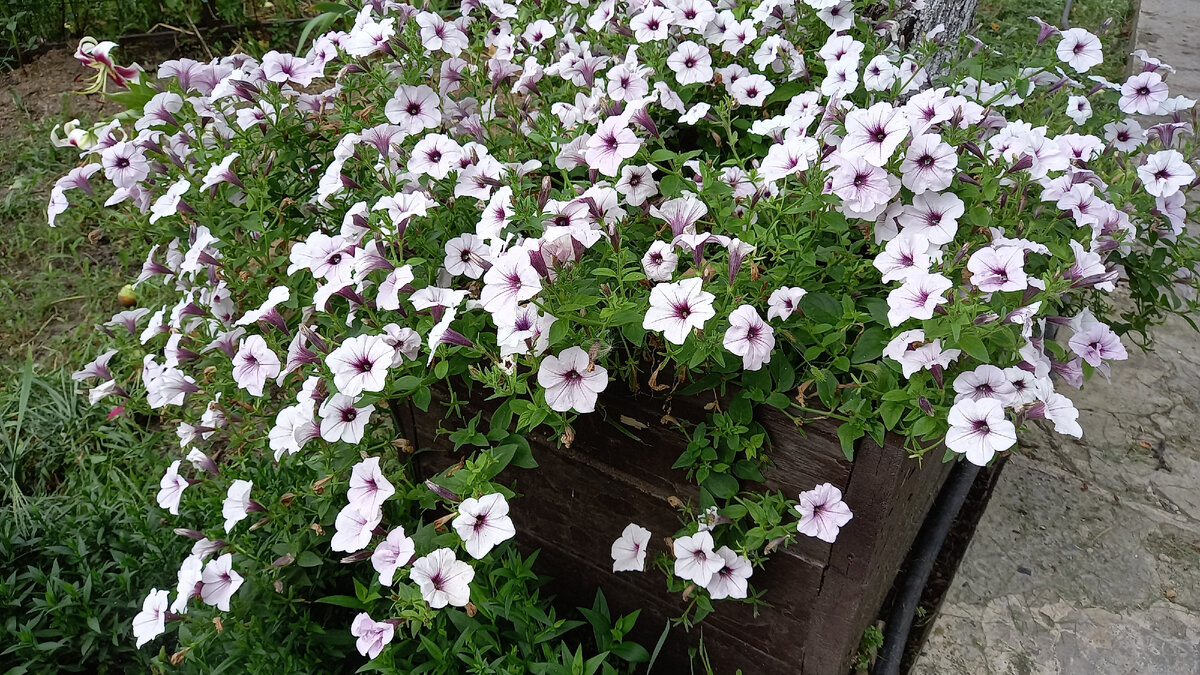 Петуния Tidal Wave