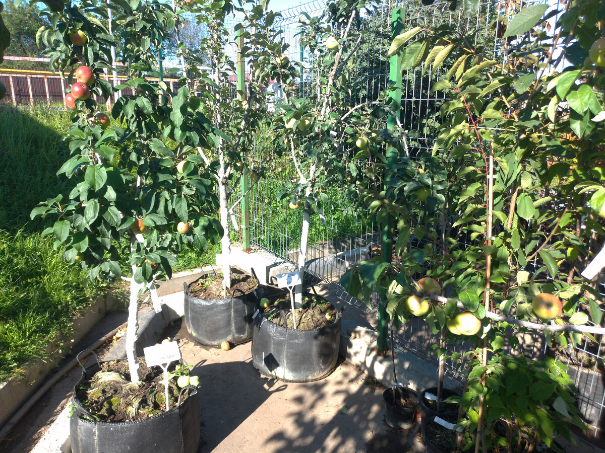 яблони в садовом центре