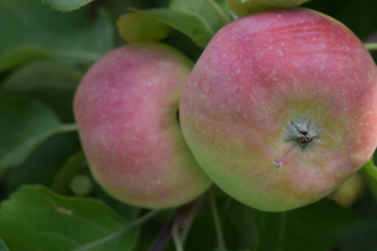 мои яблоки, сорт не знаю(фото автора)