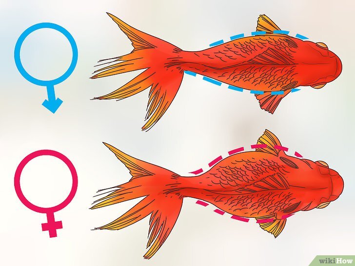 Самец и самка золотой рыбки