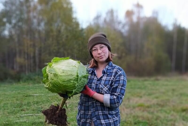 Капусту подвешиваю за кочерыжку. Нижнюю часть кочерыжки с землей убираю.