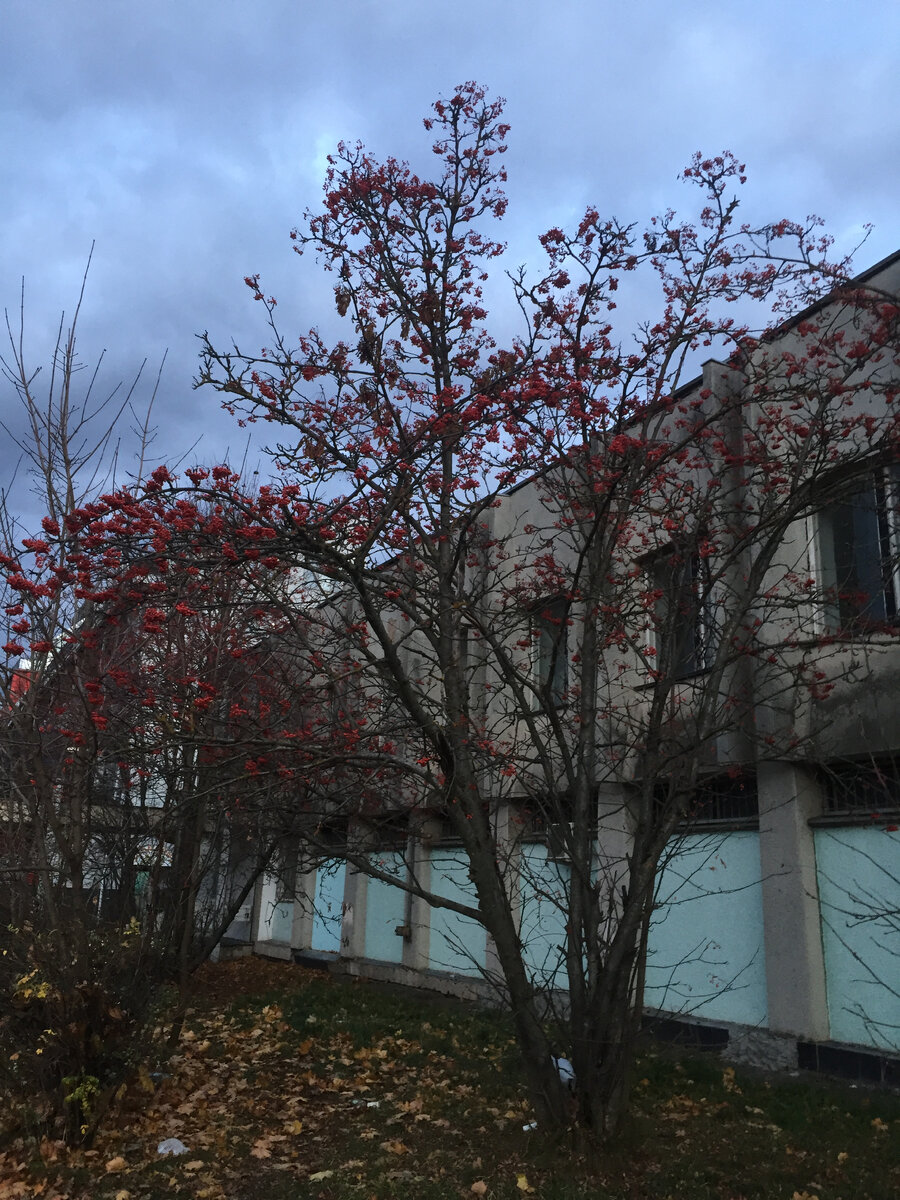 Как много рябины в этом году. Фото автора.