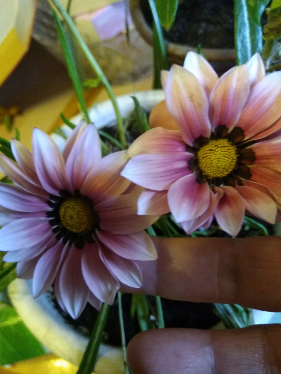 Фото автора. Гацании  на кухонном столе