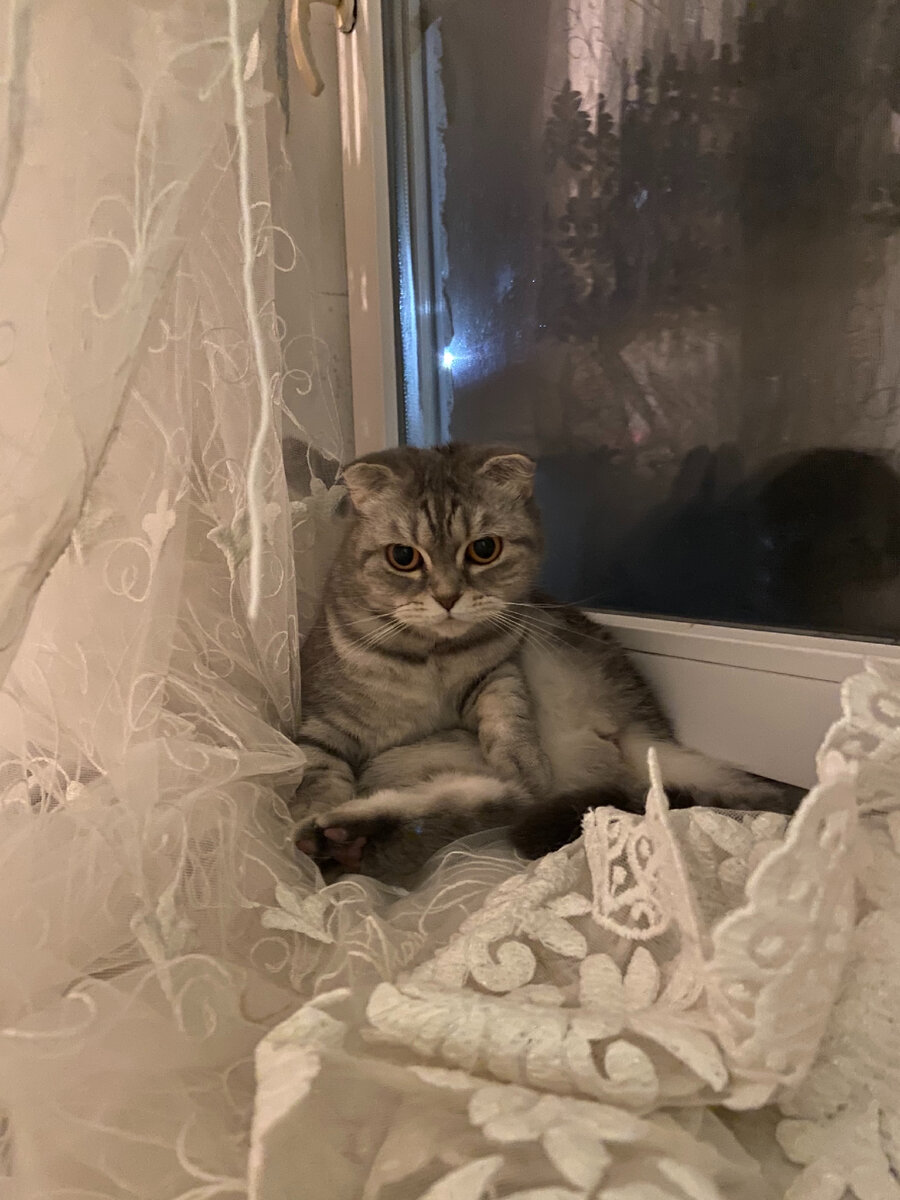 Моя кошка Алиса. Вот такое,   примерно выражение  лица у меня сейчас.