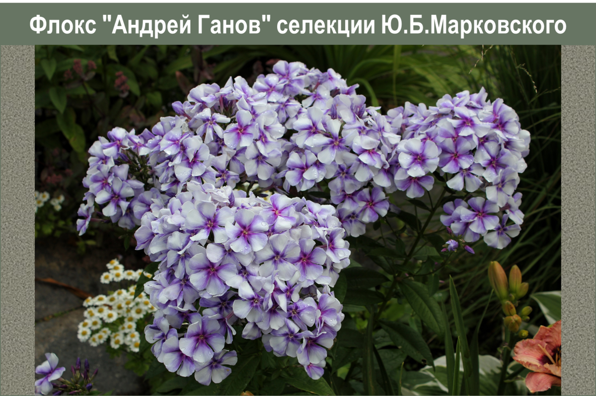 Флоксы самара. Флоксы селекции Марковского. Флокс Септемберглют.