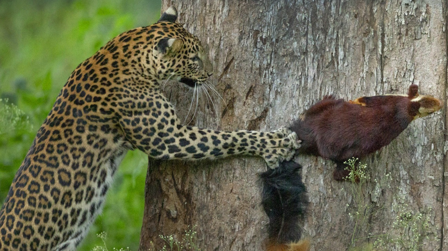 Фото: Rahut Mitra, natureinfocus.in