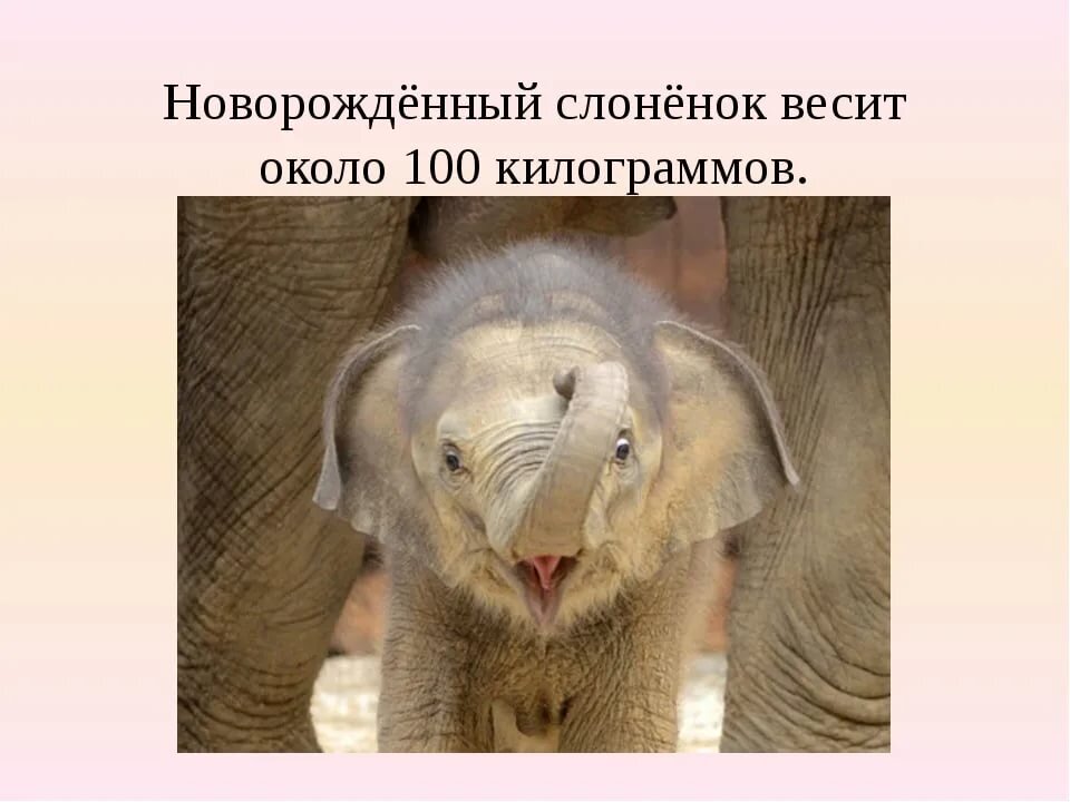 Вес слоненка