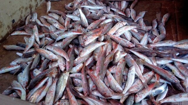 Фото 1. Так выглядит свежая барабулька на рынке в г. Анапа.