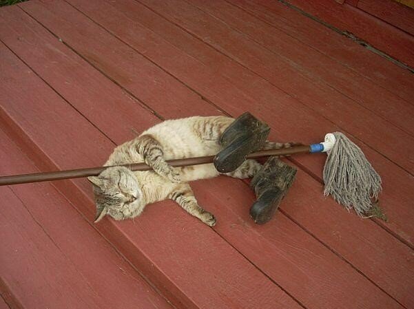 Картинка из интернета