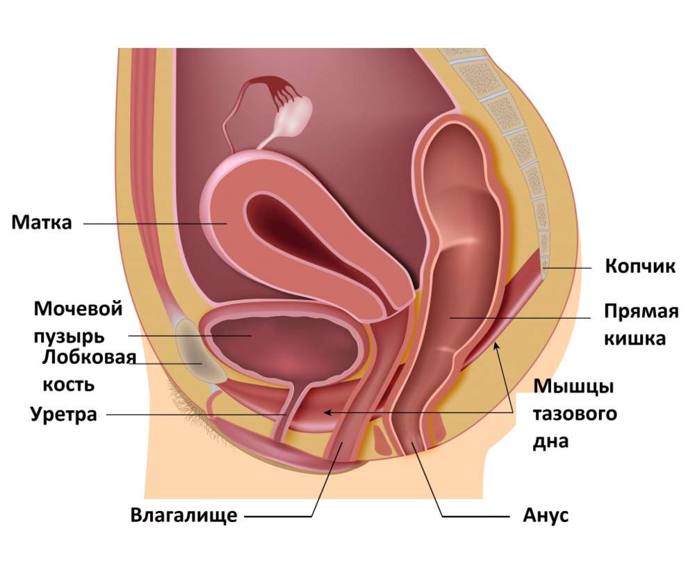 Как стареют женские половые органы?